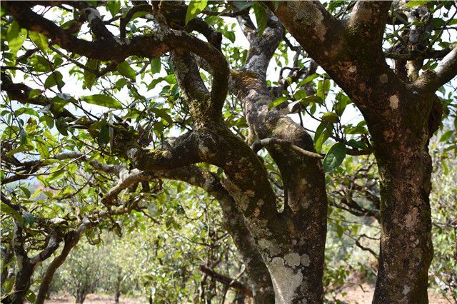 Puer Tea: The Sacred Land of Ancient Trees at Xigui-1