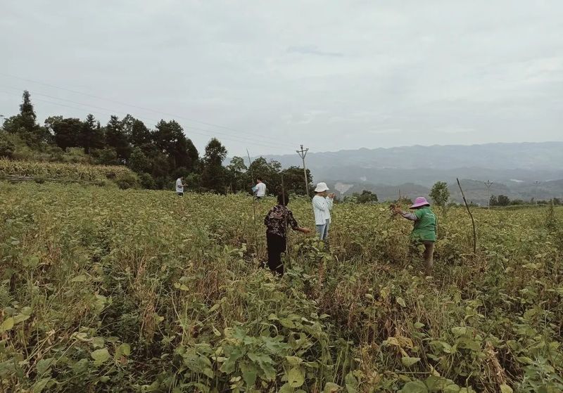 Intercropping Soybeans in Young Mountainous Guizhou Tea Gardens for Weed Control and Soil Fertility Improvement-1