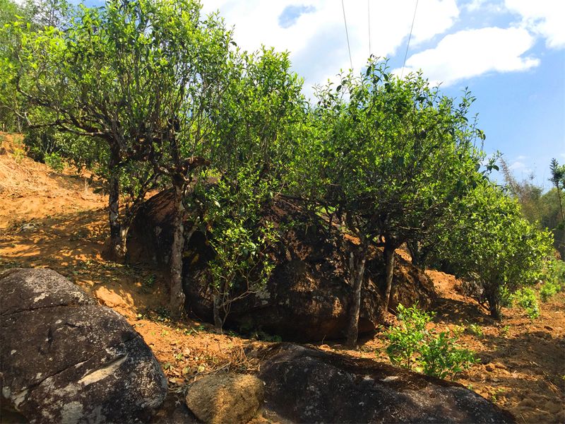 Discovering Yunnan Tea: Bingdao Xigui - The Rock-Age Old Tree Tea of Yunnan-1