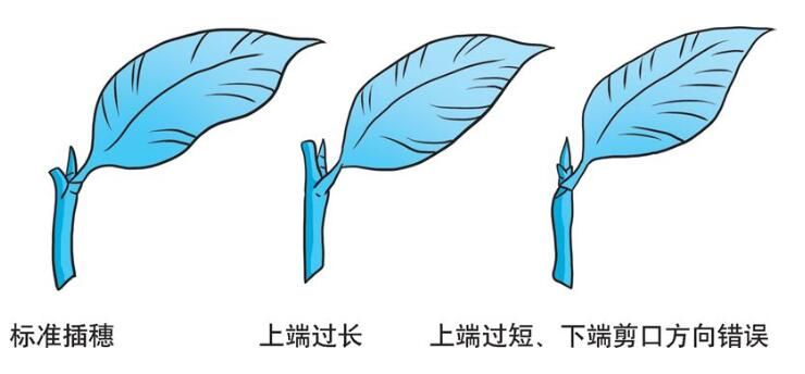 Q&A on Scientific Planting: How to Perform Tea Tree Cuttings?