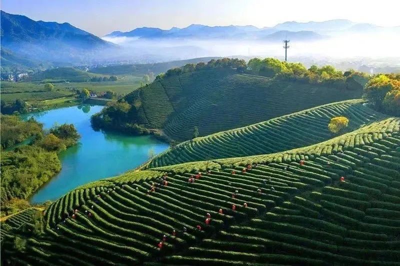 Changdian Village: Village-level Consultations Yield Tea Industry Growth-1