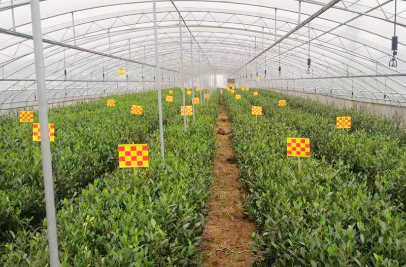 Technical Points: Spring Tea Garden Management Technical Recommendations-6