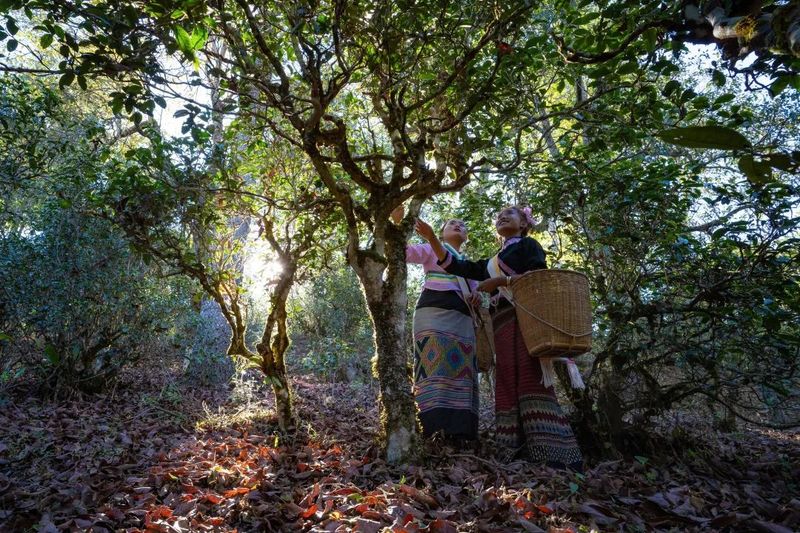 Why Jingmai Mountain?—The Journey to World Heritage Status for the Ancient Tea Forest Cultural Landscape of Pu'er Jingmai Mountain-5