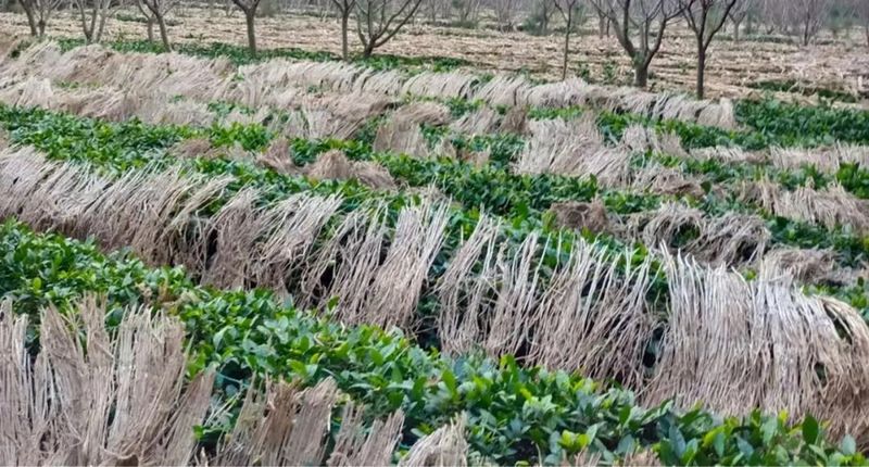 Rizhao City: Technical Guidance for Tea Gardens Dealing with Extreme Weather-11