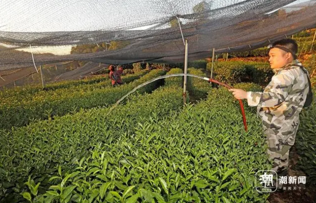 Hangzhou Endures High Temperatures as Tea Farmers Water to Fight Drought-2