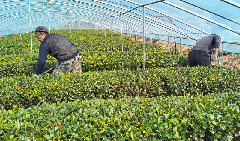 Technical Points: Spring Tea Garden Management Technical Recommendations-5