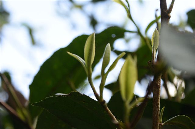 The Arrival of Spring: How to Drink Pu'er Tea Most Appropriately?-1