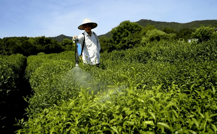 Technical Guidelines for Tea Production in Summer and Autumn 2024 Released by the Ministry of Agriculture and Rural Affairs-3