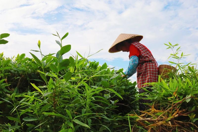 Mengding Ganlu: A Thousand-Year Journey of a Single Tea Leaf-2