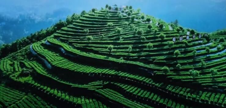 Times and Light: Hundred Stories of Sichuan - Entering the Basalt Cloud Sea Rich in Selenium Tea Base in Sanqing Temple Village, Gujun Town, Wanyuan City-1