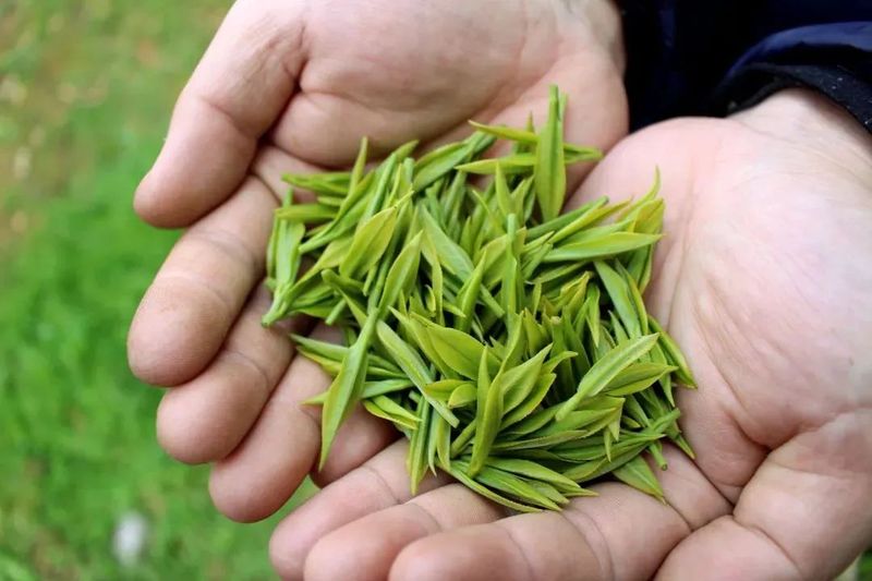 How to Select Longjing Tea?-1