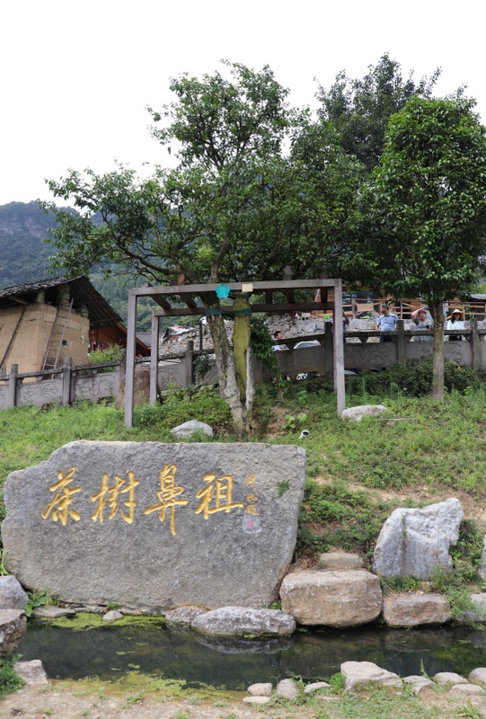 Chongqing Has Thousand-Year-Old Giant Tea Trees?-2