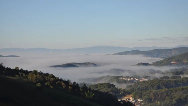 Tea Fragrance in Xishuangbanna: The Famous Pu'er Mountain - Mangsong Tea Mountain in Menghai-1