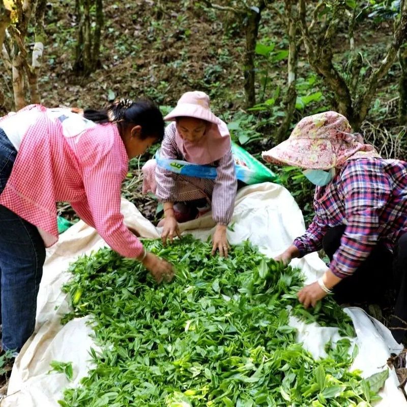 Jingdong's Spring Tea Harvest is in Full Swing! A Spring Overflowing with the Fragrance of Tea Awaits You~-4