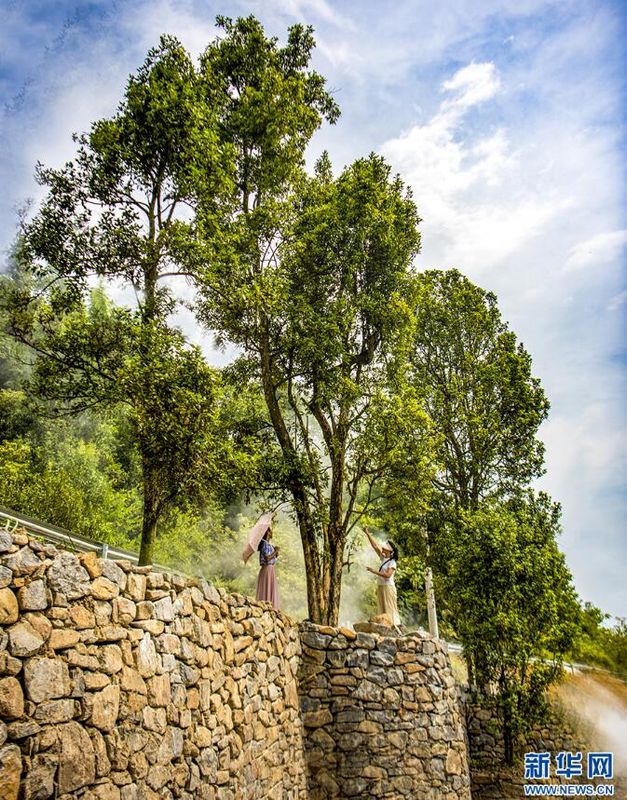 Wuxi, Chongqing: Ancient Eagle Tea Trees in Bloom-2