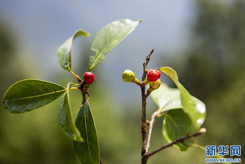 Wuxi, Chongqing: Ancient Eagle Tea Trees in Bloom-8