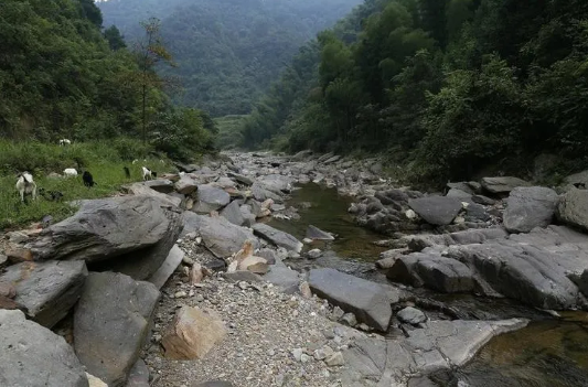 The Origin of Dark Tea: The Legendary Encounter Between Glacial Conglomerate and Anhua Dark Tea-3