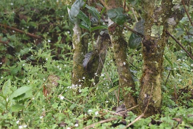 Characteristics of the Ancient Tree Tea from Bulang Mountain-1