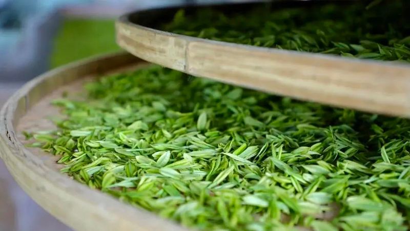 Hardcore Notes: Nine Questions to Help You Understand the Picking and Processing of High-Quality Green Tea-3