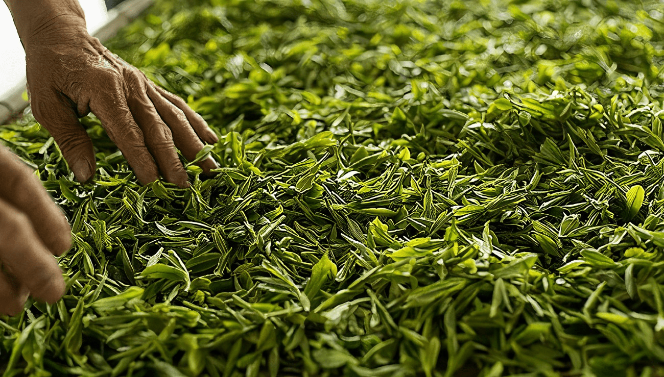 Wilting Process: A Key Step in Tea Production-3