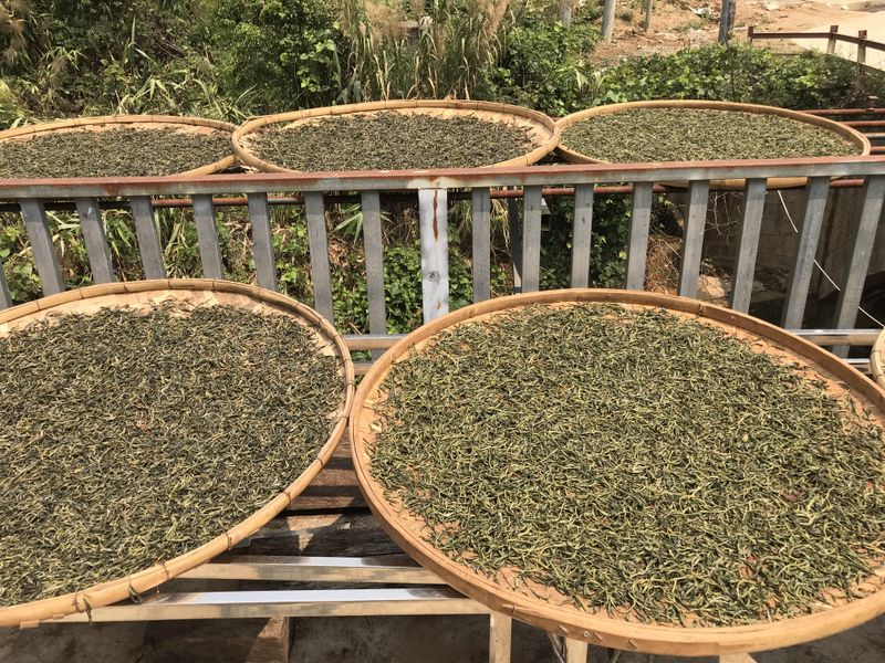 Features of the Yiwu Baihua Tan Ancient Tree Tea-2