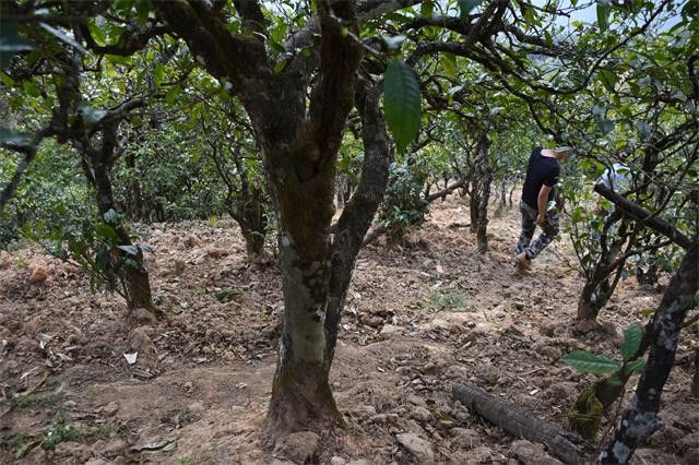 Characteristics of Bingdao Dijie Ancient Tree Tea-1