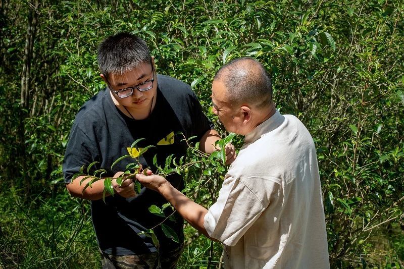 Gem of the High Mountains, A Jewel Among Teas-6