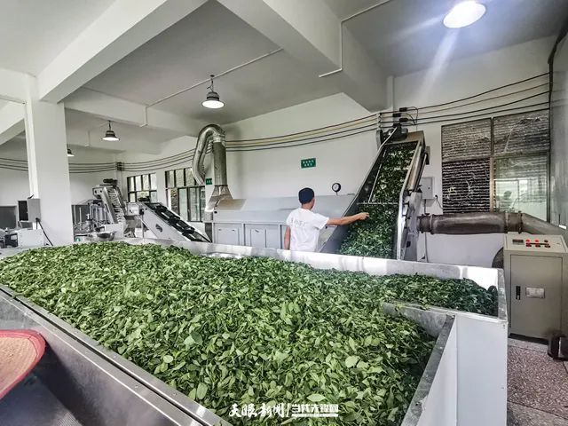 Guiting Cloudy Mist Tribute Tea: Summer and Autumn Tea Production Boosts the Green Industry, Extending Development “Dividends”-5