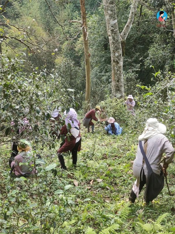 Can you buy genuine ancient trees at a cheaper price by going directly to the tea farmers?-11