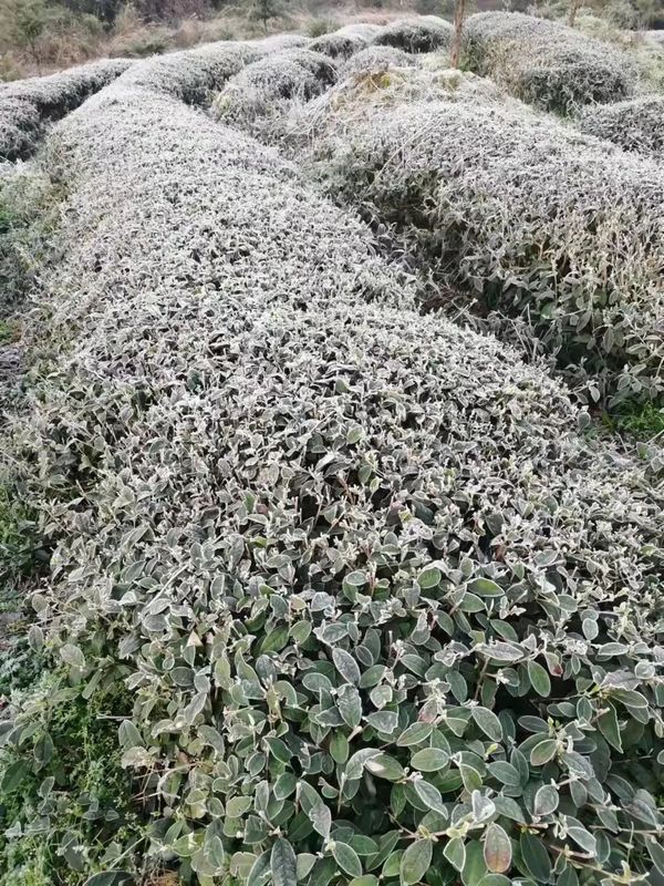 Countermeasures for Frost Damage in Guizhou's Spring Tea Gardens in 2022-5