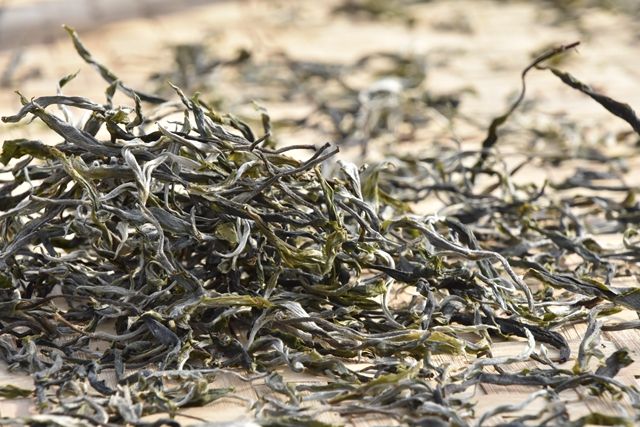 Characteristics and Benefits of Ancient Tree Spring Tea-2