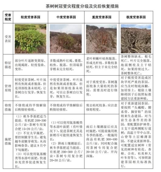 Guidelines for High-Temperature Drought Early Warning and Disaster Mitigation Measures in Tea Gardens