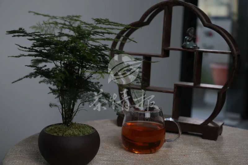 Tea from the Perspective of Traditional Chinese Medicine (TCM): You'll Want to Drink It Too!-3