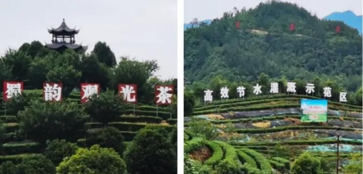 Times and Light: Hundred Stories of Sichuan - Entering the Basalt Cloud Sea Rich in Selenium Tea Base in Sanqing Temple Village, Gujun Town, Wanyuan City-2