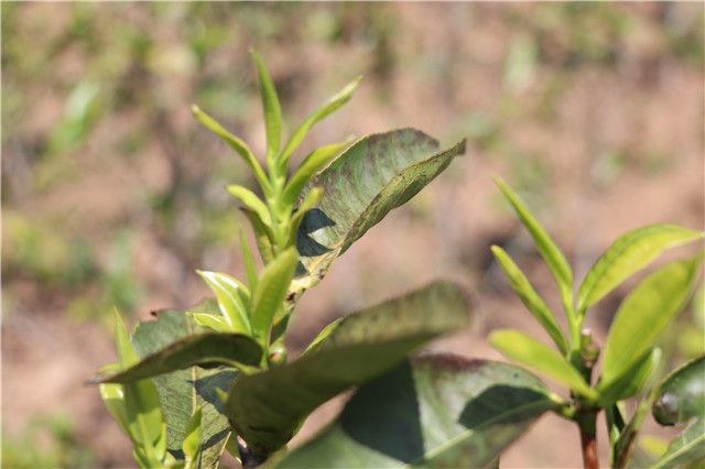 Spring Tea or Autumn Tea: Which is Better?-1