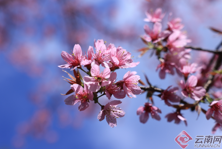 Puer: Jingmai Mountain Has Not Only Ancient Tea Trees but Also Winter Cherry Blossoms over Thousands of Mu-5