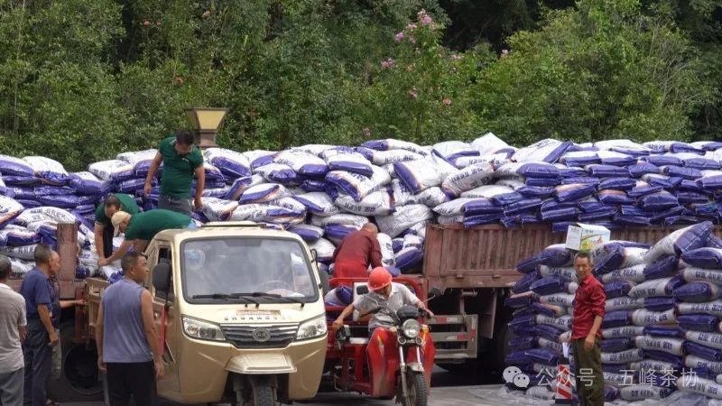 Tea Experts Bestow Knowledge and Resources on Farmers: Green Prevention Measures Paint a New Picture of a Thriving, Eco-Friendly Tea Industry!-1