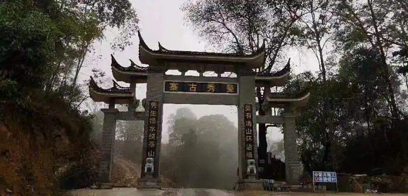 Tea Fragrance in Xishuangbanna - Yi Wu's Manxiu Village-1