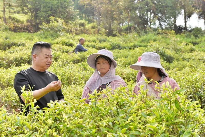 In Search of Tea in Changning: Spring Arrives and the Tea in Nino Is Fragrant-5