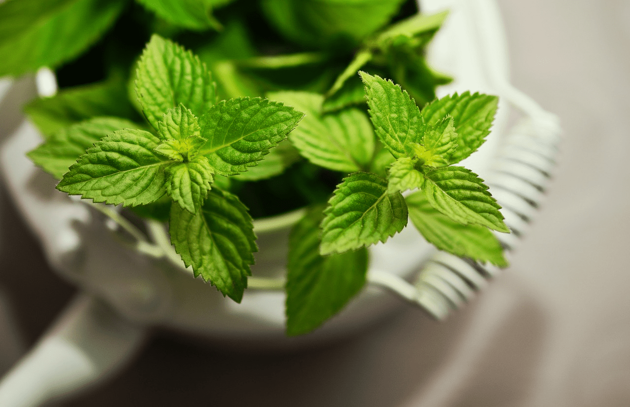 Mint-Infused Green Tea: Refreshing, Healthy, and Natural-2