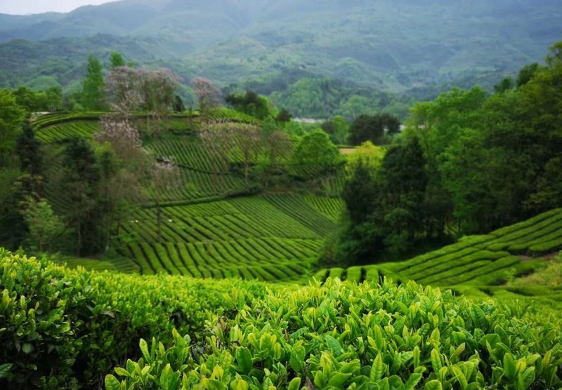 Preventive Measures for the Tea Plant's Late Spring Cold-1