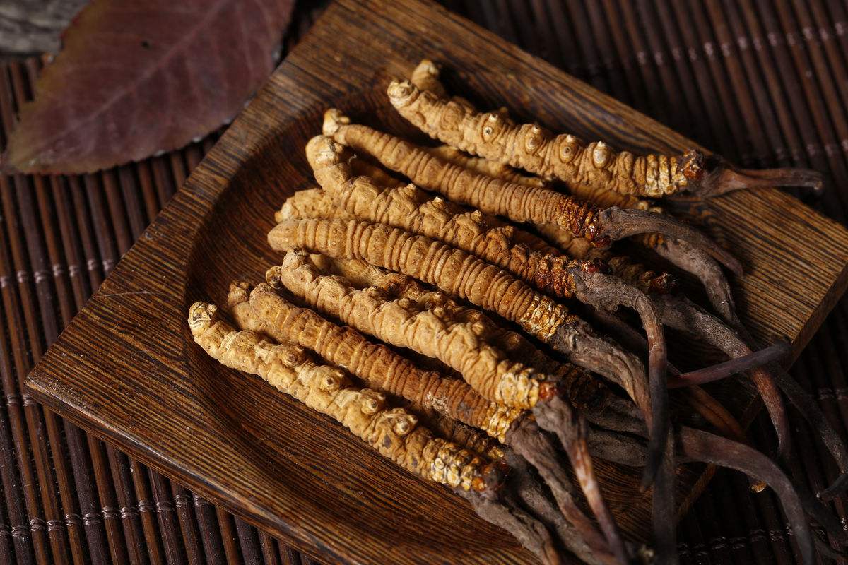 Brewing Method and Benefits of Cordyceps Tea-3