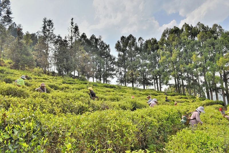 In Search of Tea in Changning: Spring Arrives and the Tea in Nino Is Fragrant-4