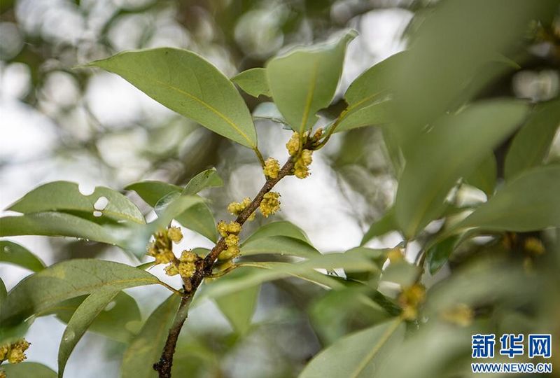 Wuxi, Chongqing: Ancient Eagle Tea Trees in Bloom-7