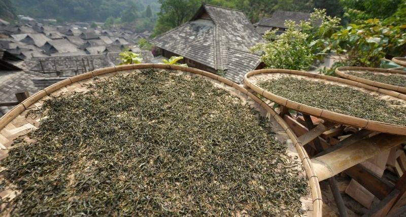 Jingmai Mountain, a Living Book of Chinese Tea History-2