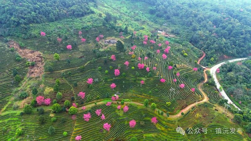 Eight Key Tea Areas in Zhenyuan, Yunnan: Each Mountain Unique, Every Season Beautiful-4