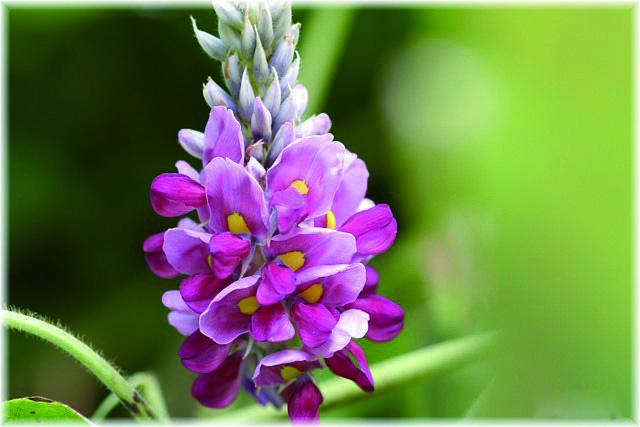 Kudzu Flower Tea: Its Benefits and Brewing Method, a Natural Beverage to Revitalize You-1