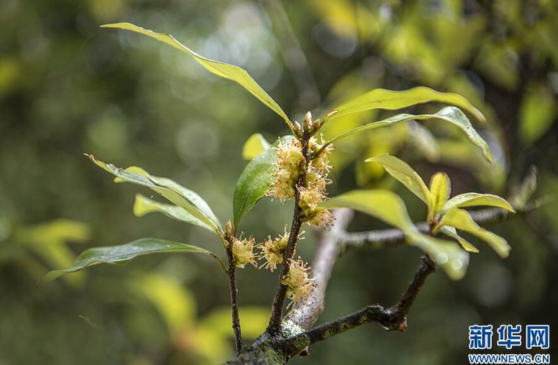 Wuxi, Chongqing: Ancient Eagle Tea Trees in Bloom-3