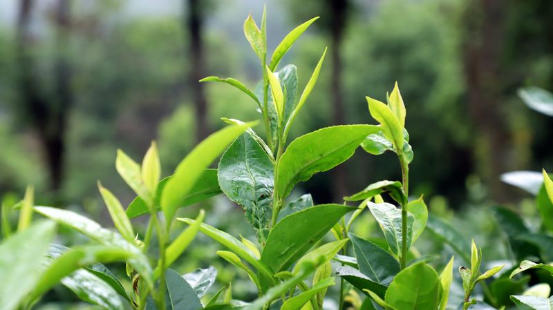 Mojiang: Tea Gardens Verdant After the Rain-5