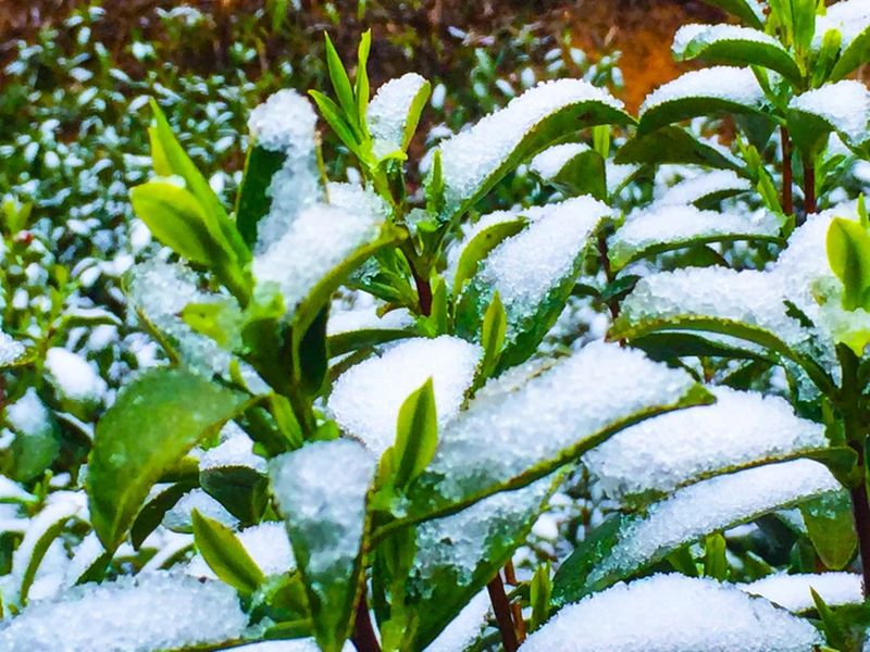 Anhui Academy of Agricultural Sciences Tea Research Institute: Emergency Prevention and Remedial Techniques for Extreme Winter Cold Damage in Tea Gardens-2